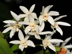 Dendrobium_falcorostrum_IP
