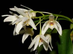 Dendrobium_falcorostrum_ws_cd
