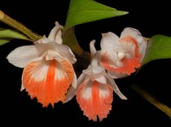 Dendrobium_jaintianum_ws_cd