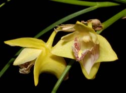 Dendrobium_junceum_ws_cd