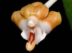 Dendrobium_lambii_ws_cd