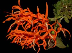 Dendrobium_lamyaiae_ws_cd