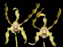 Dendrobium_laxiflorum_ws_cd