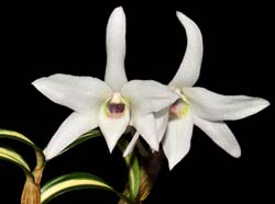 Dendrobium_moniliforme_variegate_IP_cd