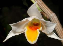 Dendrobium_ovipostoriferum_ws_cd