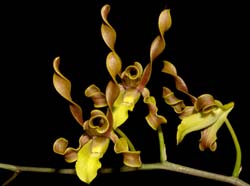 Dendrobium_racieanum_ws_cd