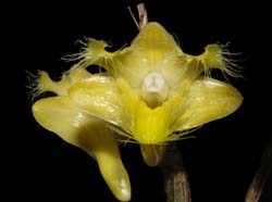 Dendrobium_roslii_ws_cd