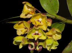 Dendrobium_sarawakense_ws_cd