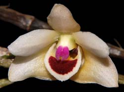 Dendrobium_scoriarum_ws_cd
