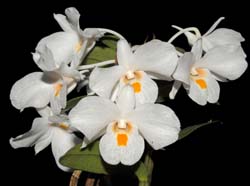 Dendrobium_sculptum3_ws_cd