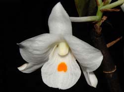 Dendrobium_sculptum_ws_cd