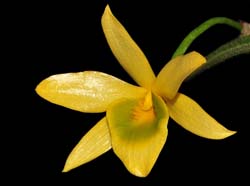 Dendrobium_senile_IP_cd