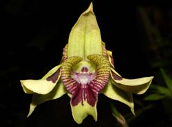 Dendrobium_shiraishii2_WS_cd