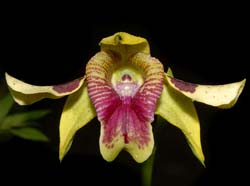 Dendrobium_shiraishii_WS_cd