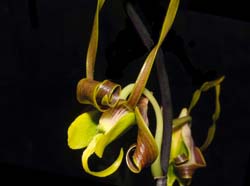 Dendrobium_sutiknoi_ws_cd