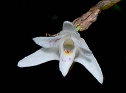 Dendrobium_tridentatum_MG_cd