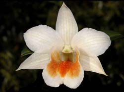 dendrobium  dawn maree