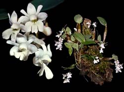 dendrobium_aberans_cd