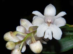 dendrobium_aberans_ws-cd