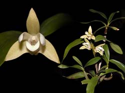 dendrobium_adae_cd