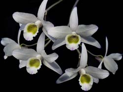 dendrobium_aemoenum_cd