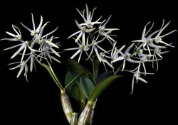 dendrobium_aemulum_cd