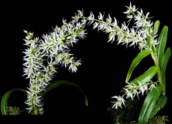 dendrobium_aeriflorum_cd