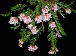 dendrobium_alaticaulinum_ws_cd