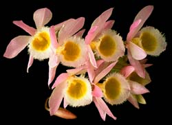 dendrobium_loddigesii_cd