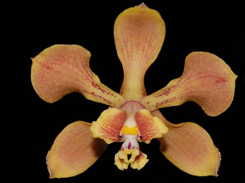 Encyclia_diota_IP_cd