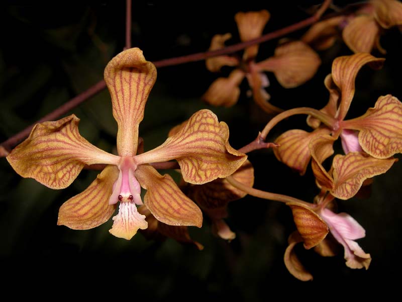 Encyclia_fowlei_WS_cd