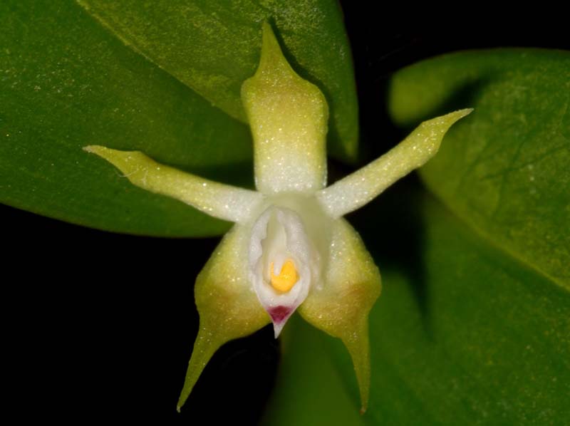 Encyclia_pygmaea_ws_cd