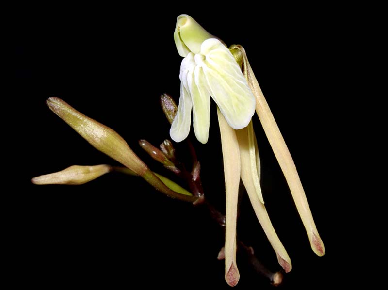 Epidendrum_atonum_ws_cd
