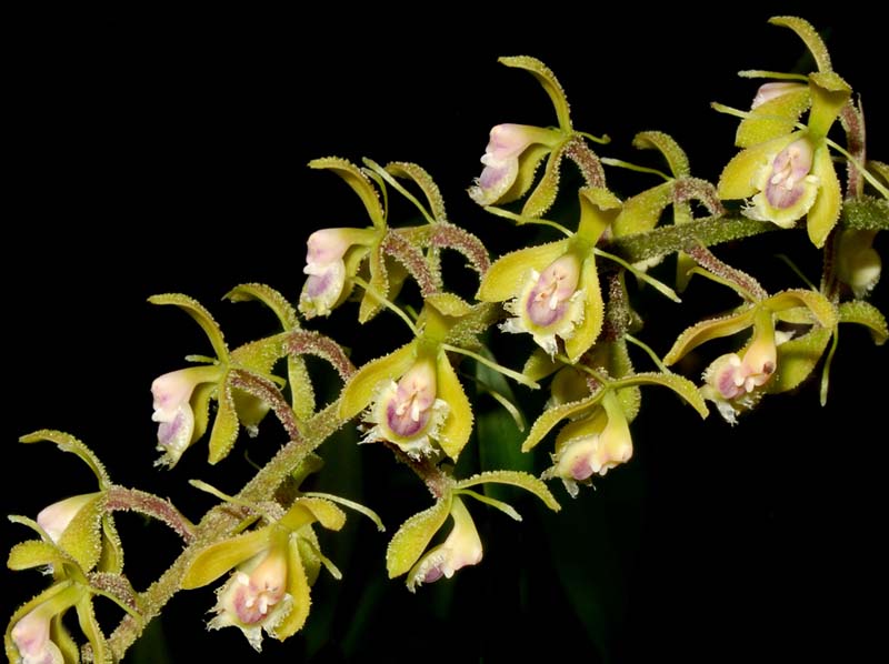 Epidendrum_goodspeedianum_ws_cd