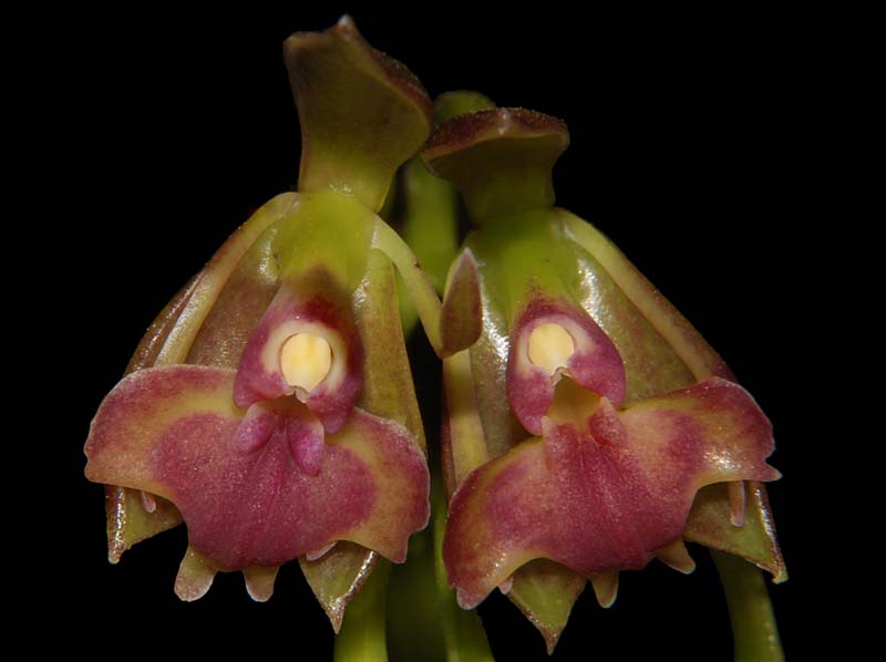 Epidendrum_tomlinsonianum_WS_cd