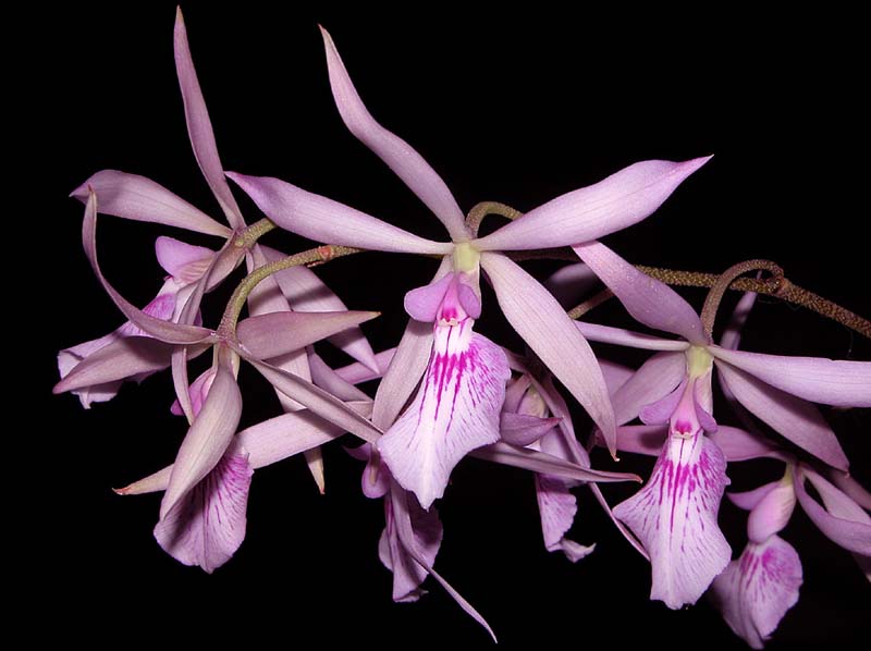 encyclia_adenocaula_cd