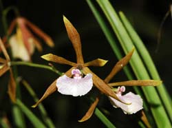 Encyclia_bractescens_IP_cd