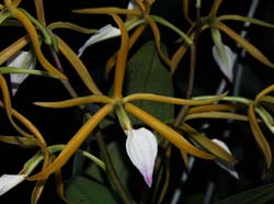 Encyclia_brassavolae_IP