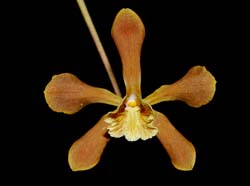 Encyclia_candollei_MG_cd