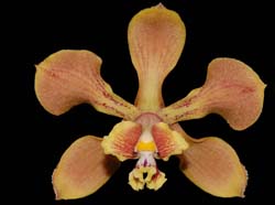 Encyclia_diota_IP_cd