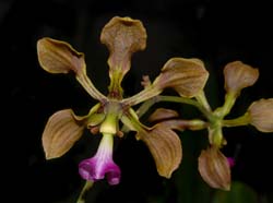 Encyclia_pollardiana_WS_cd