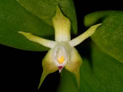 Encyclia_pygmaea_ws_cd