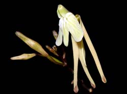 Epidendrum_atonum_ws_cd