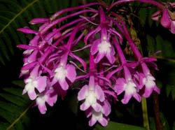 Epidendrum_capricornu_ws_cd