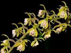 Epidendrum_goodspeedianum_ws_cd