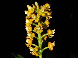Epidendrum_mancum_ws_cd