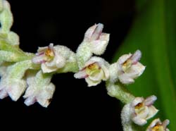 Eria_stricta_ws_cd