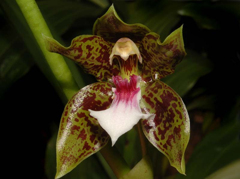 Galeottia_burkei_ws_cd