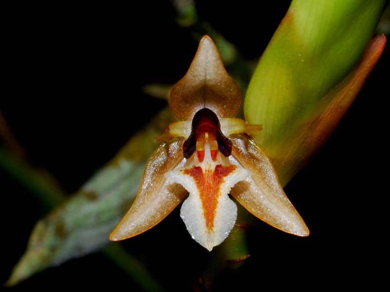 Geesinkorchis_alaticallosa_MG_cd