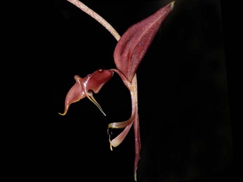 Gongora_pleiochroma_IP_cd